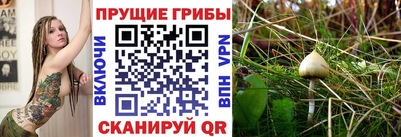 Купить  Долинск  Псилоцибиновые грибы Psilocybine cubensis 